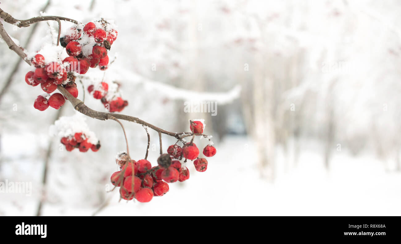 Rowan succursale con bacche rosse. Stagionalmente Natale e Anno Nuovo sfondo inverno concetto. Close-up foto. Foto Stock