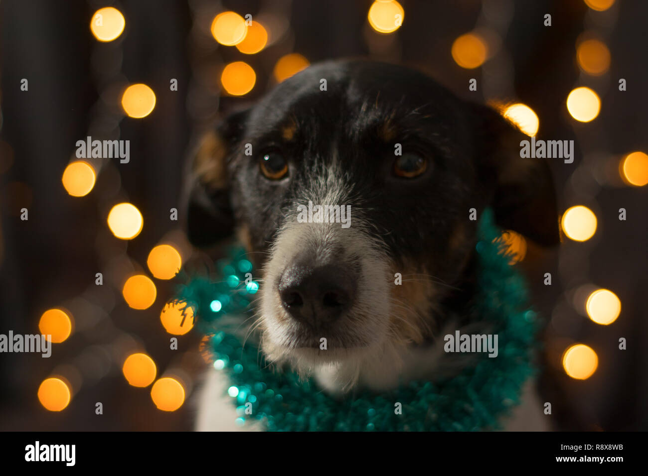 Cane in posa per il natale e la luce dei colori Foto Stock