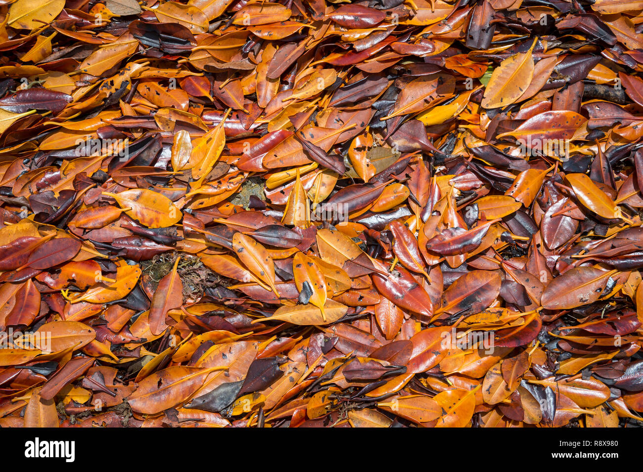 Telaio completo sullo sfondo di Golden Orange e il bronzetto di foglie di mangrovie lavato fino a una spiaggia con la bassa marea a Bahia, Brasile Foto Stock