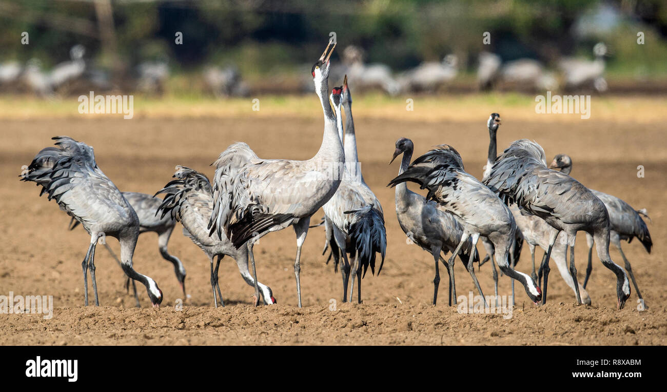 Gru danzanti nel settore dei seminativi. Gru comune, nome scientifico: grus grus grus, communis. Foto Stock