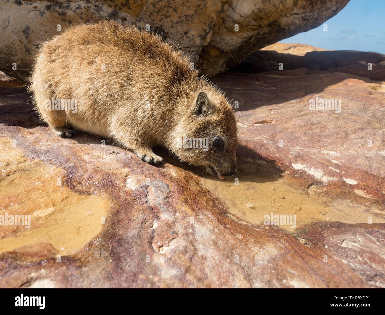 Rock Hyrax in Mossel Bay, Sud Africa. Rock Hyrax seduto su una roccia e acqua potabile da una piccola pozza Foto Stock