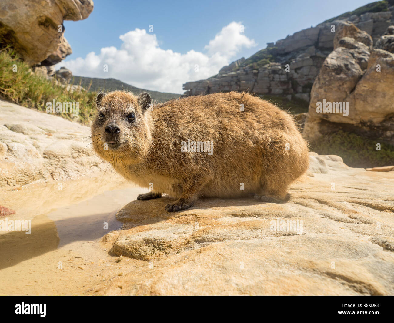 Rock Hyrax in Mossel Bay, Sud Africa. Rock Hyrax seduto su una roccia e godersi il sole Foto Stock