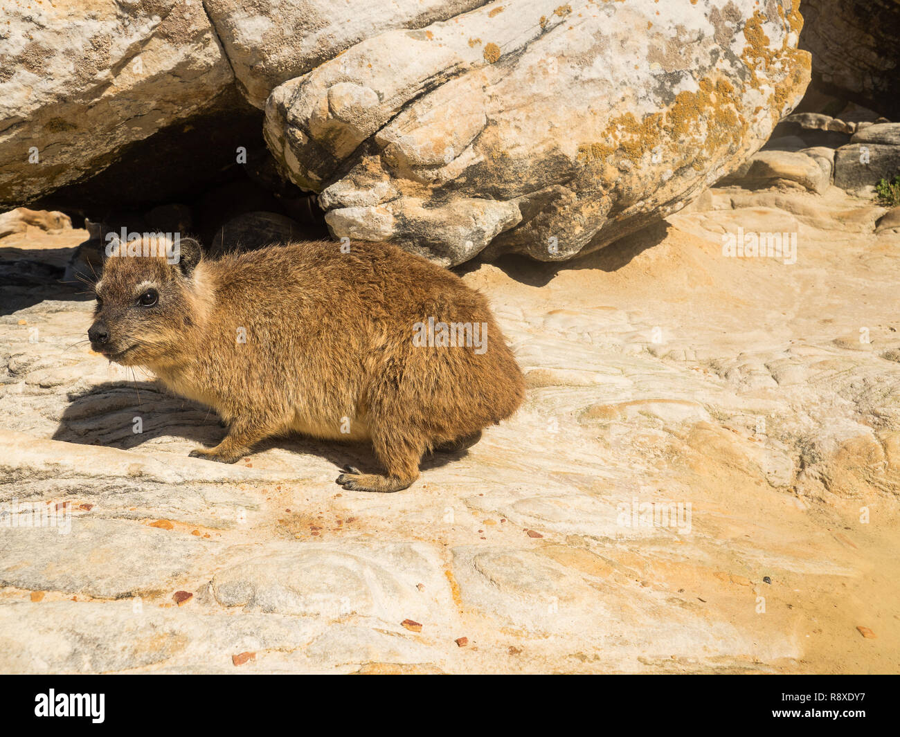 Rock Hyrax in Mossel Bay, Sud Africa. Rock Hyrax seduto su una roccia e godersi il sole Foto Stock