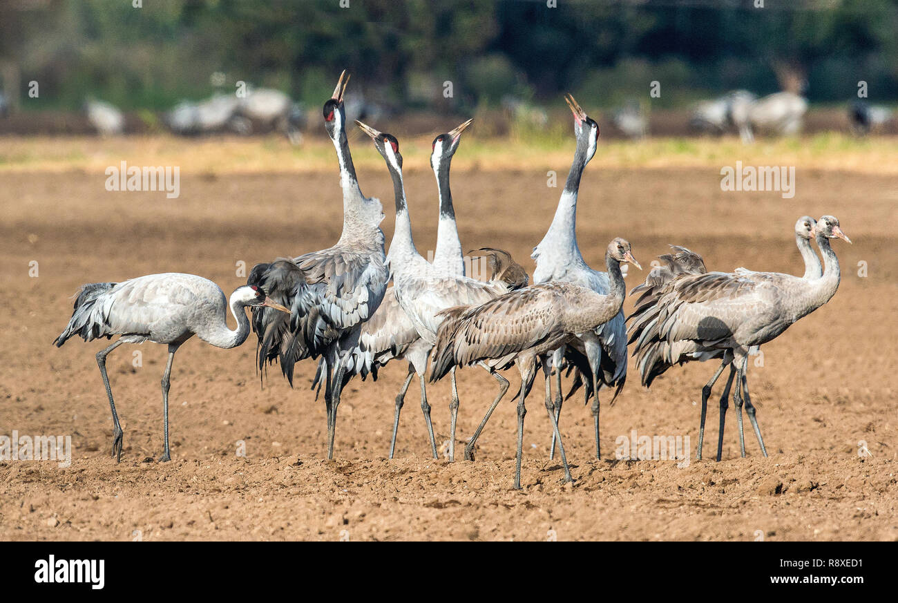 Gru danzanti nel settore dei seminativi. Gru comune, nome scientifico: grus grus grus, communis. Foto Stock