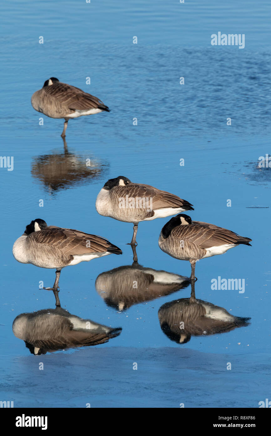 Oche del Canada (Branta canadensis), un gruppo sul ghiaccio del Lago di congelamento, Iowa, USA Foto Stock