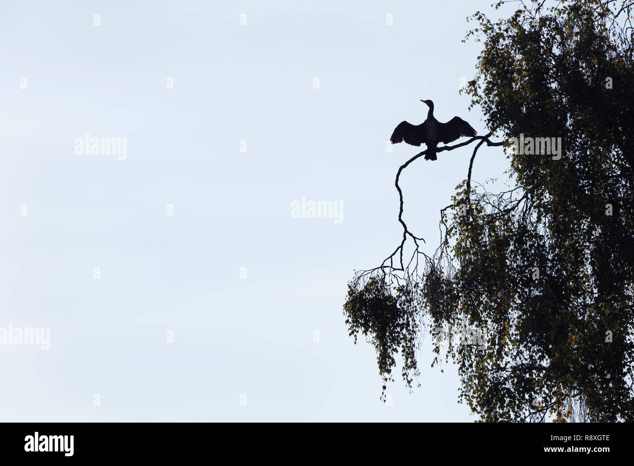 Silhouette di un cormorano Phalacrocorax carbo sinensis appollaiato in un albero con le ali stese ad asciugare Foto Stock