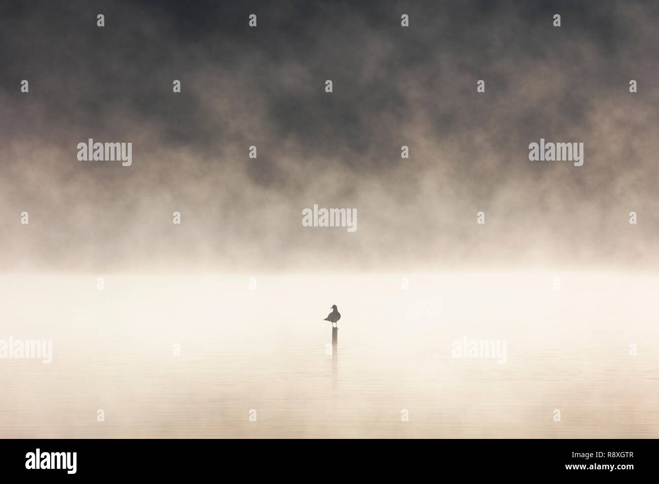 Stagliano a testa nera gabbiano appollaiato su un post nel mezzo di un lago misty all'alba Foto Stock