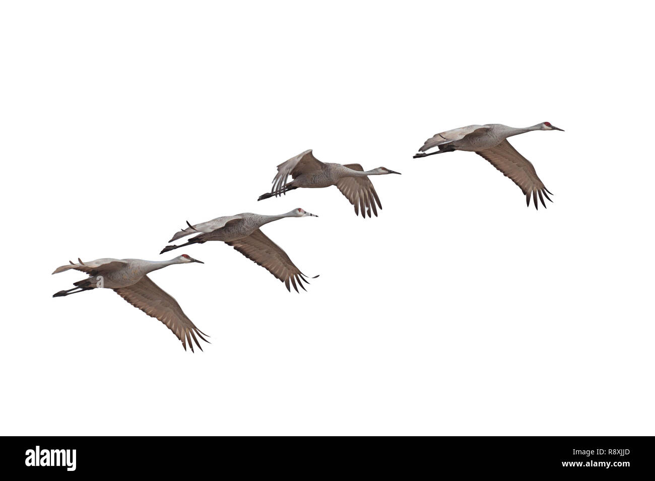 Sandhill gru volando su uno sfondo bianco. Foto Stock
