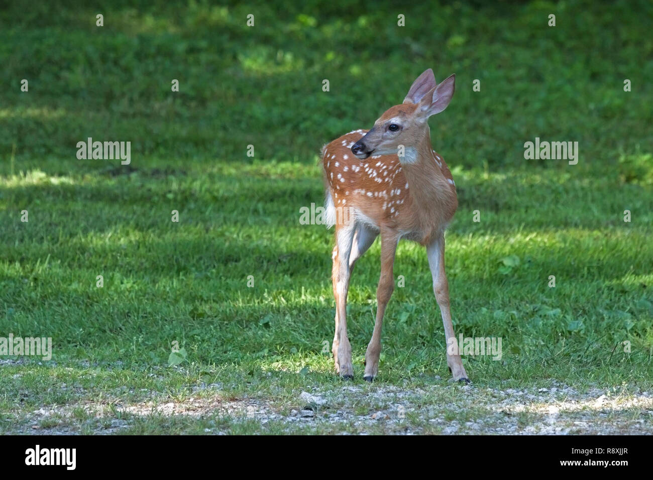 Un avviso fawn sorge su erba verde mentre guardando alla sua destra. La sua macchie bianche spiccano in contrasto con il giallo-marrone e cappotto nero di carbone al naso. Foto Stock