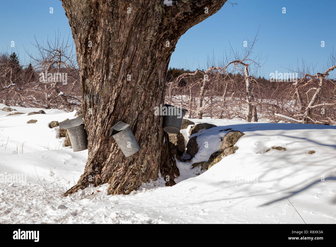 Bucket di SAP su un albero di acero la raccolta di SAP per fare lo sciroppo d'acero Foto Stock