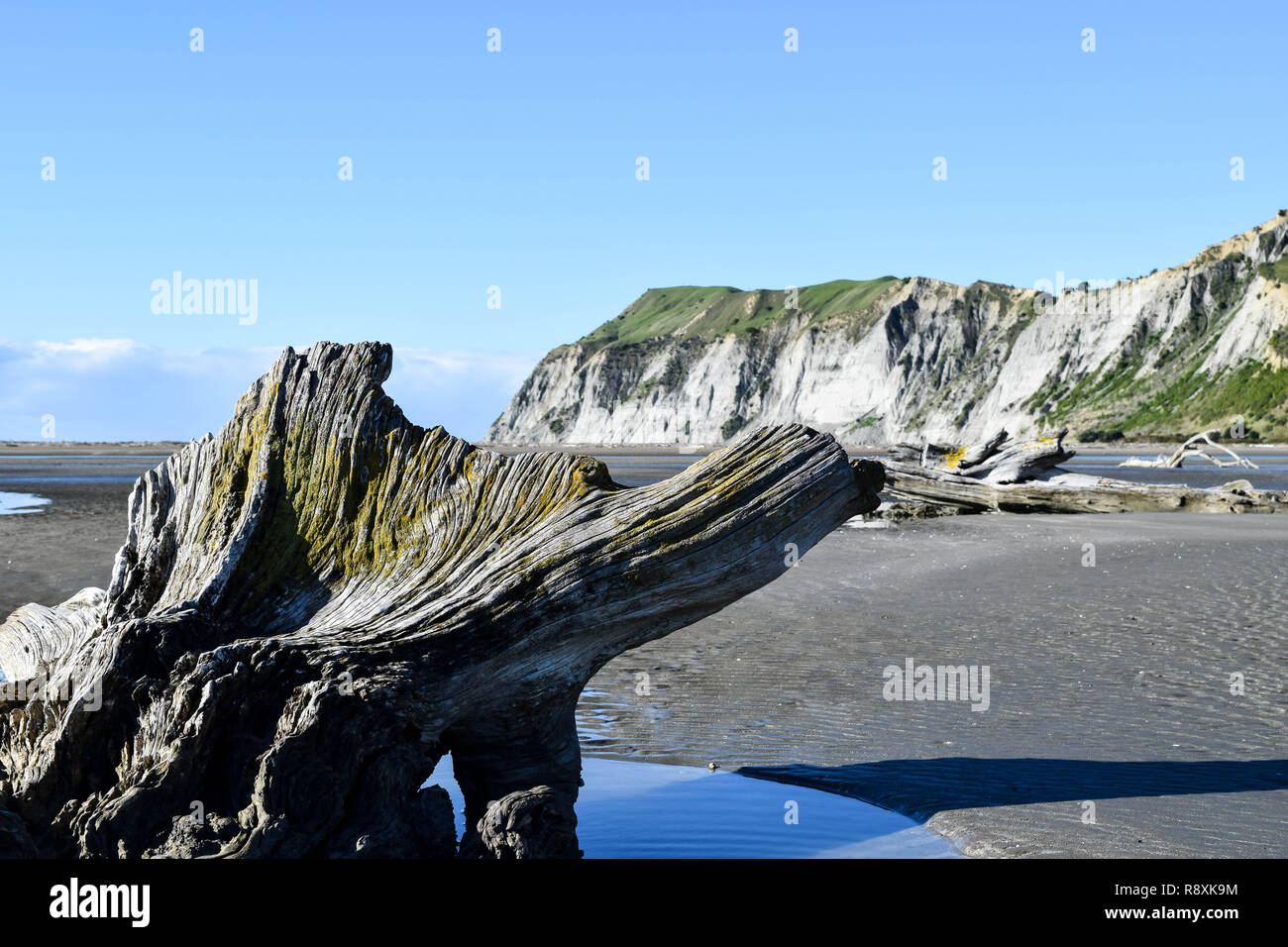 Un driftwood trono siede sotto le alte scogliere a Gisborne, Nuova Zelanda Foto Stock