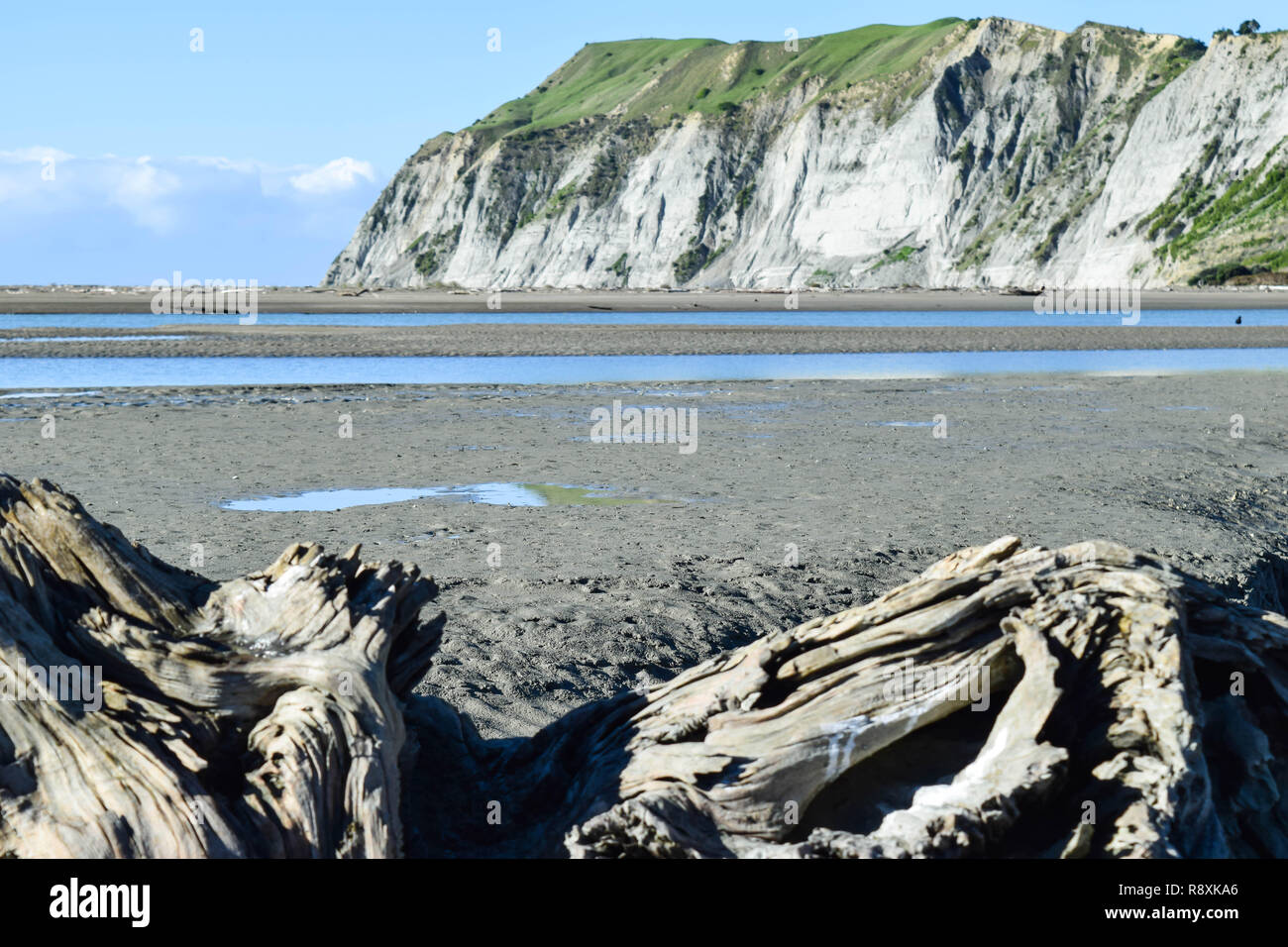 Le alte scogliere torre oltre il driftwood beach a Gisborne, Nuova Zelanda Foto Stock