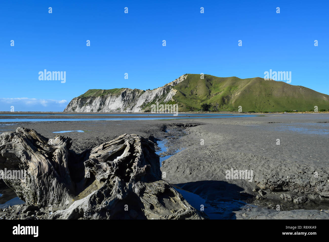 Grande e strano driftwood pezzo galleggianti sulla spiaggia con le alte scogliere in background a Gisborne, Nuova Zelanda Foto Stock