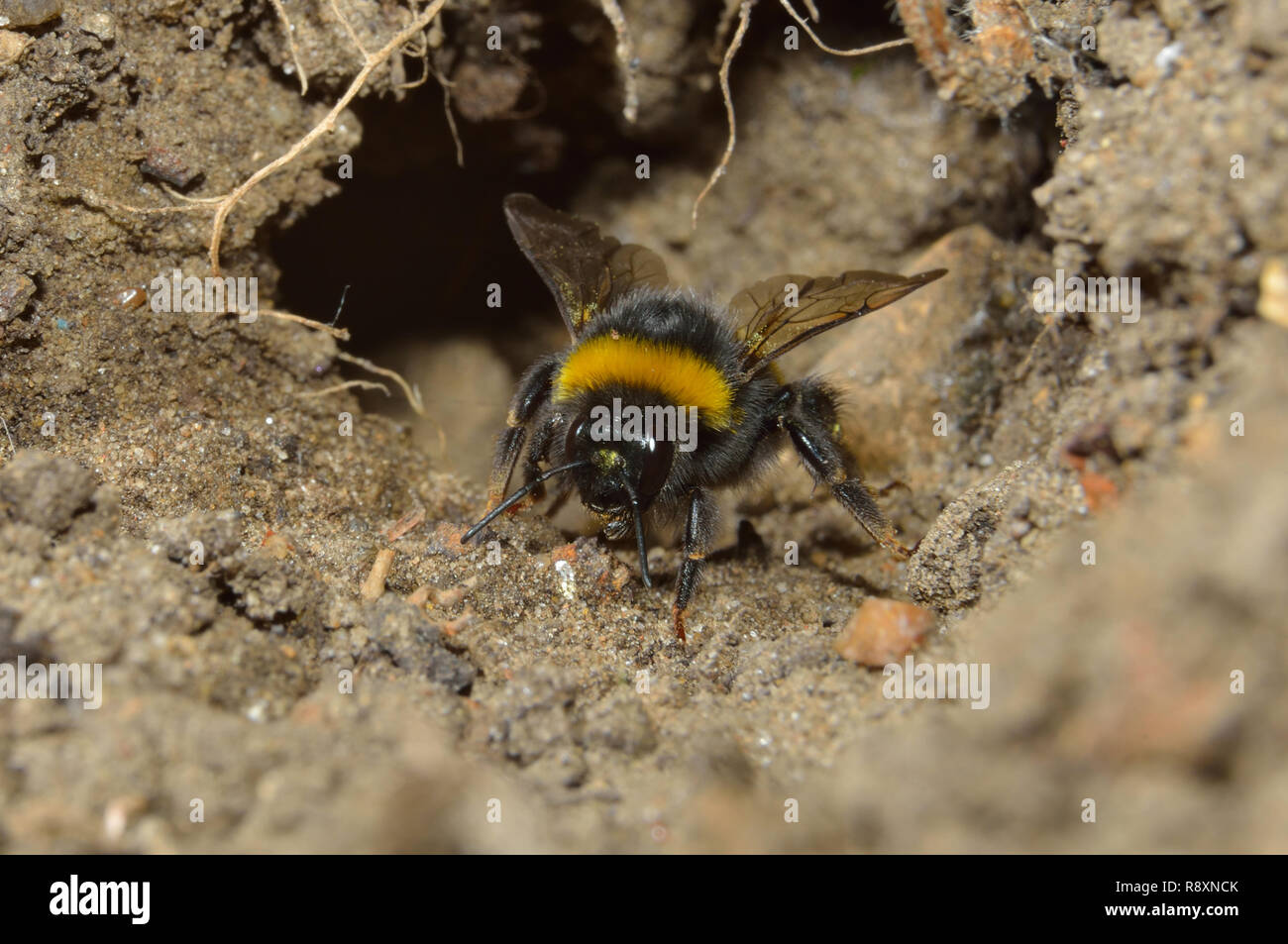 Bumblebee in volo, in e fuori di sporcizia burrow. Foto Stock