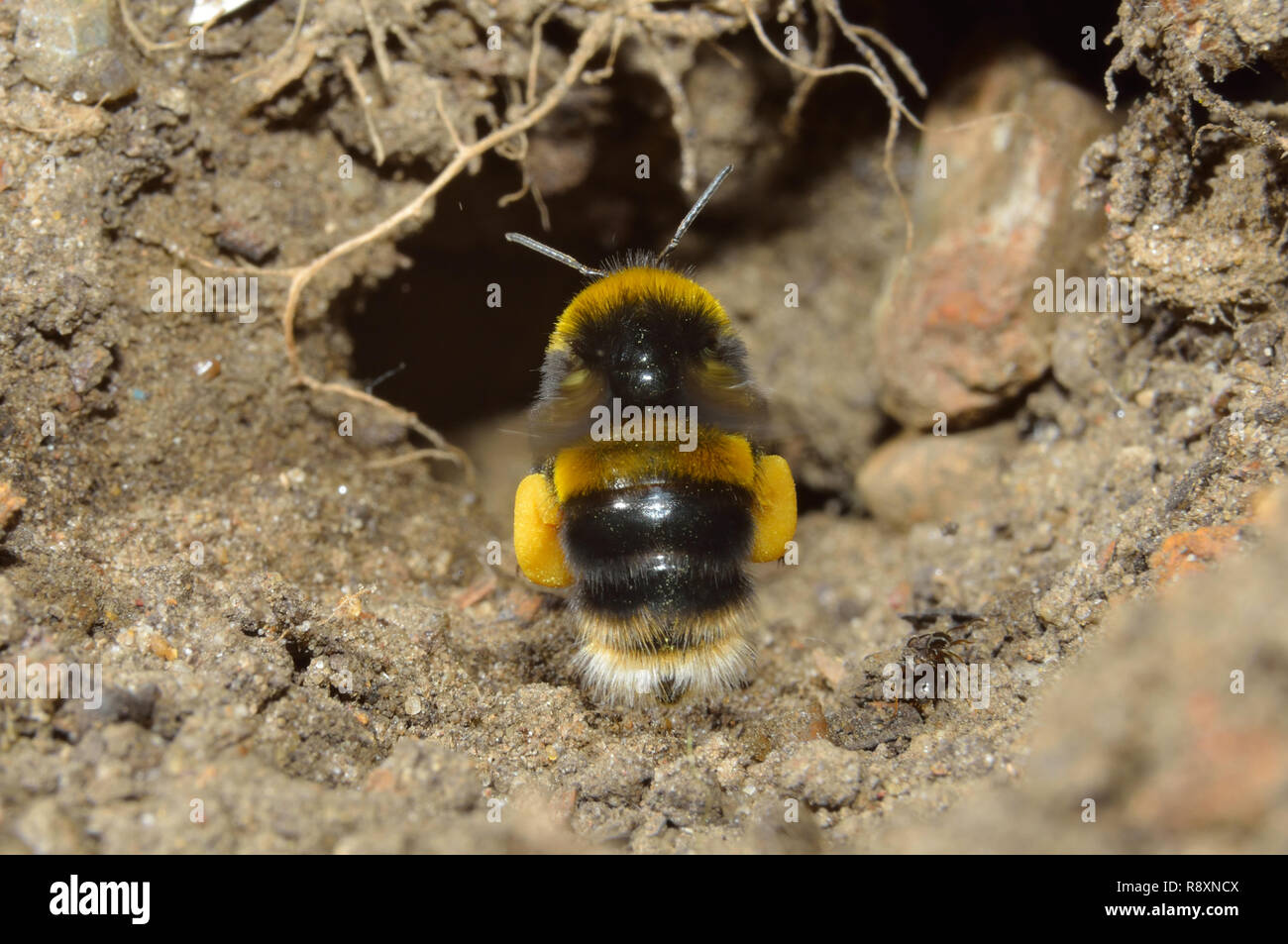 Bumblebee in volo, in e fuori di sporcizia burrow. Foto Stock