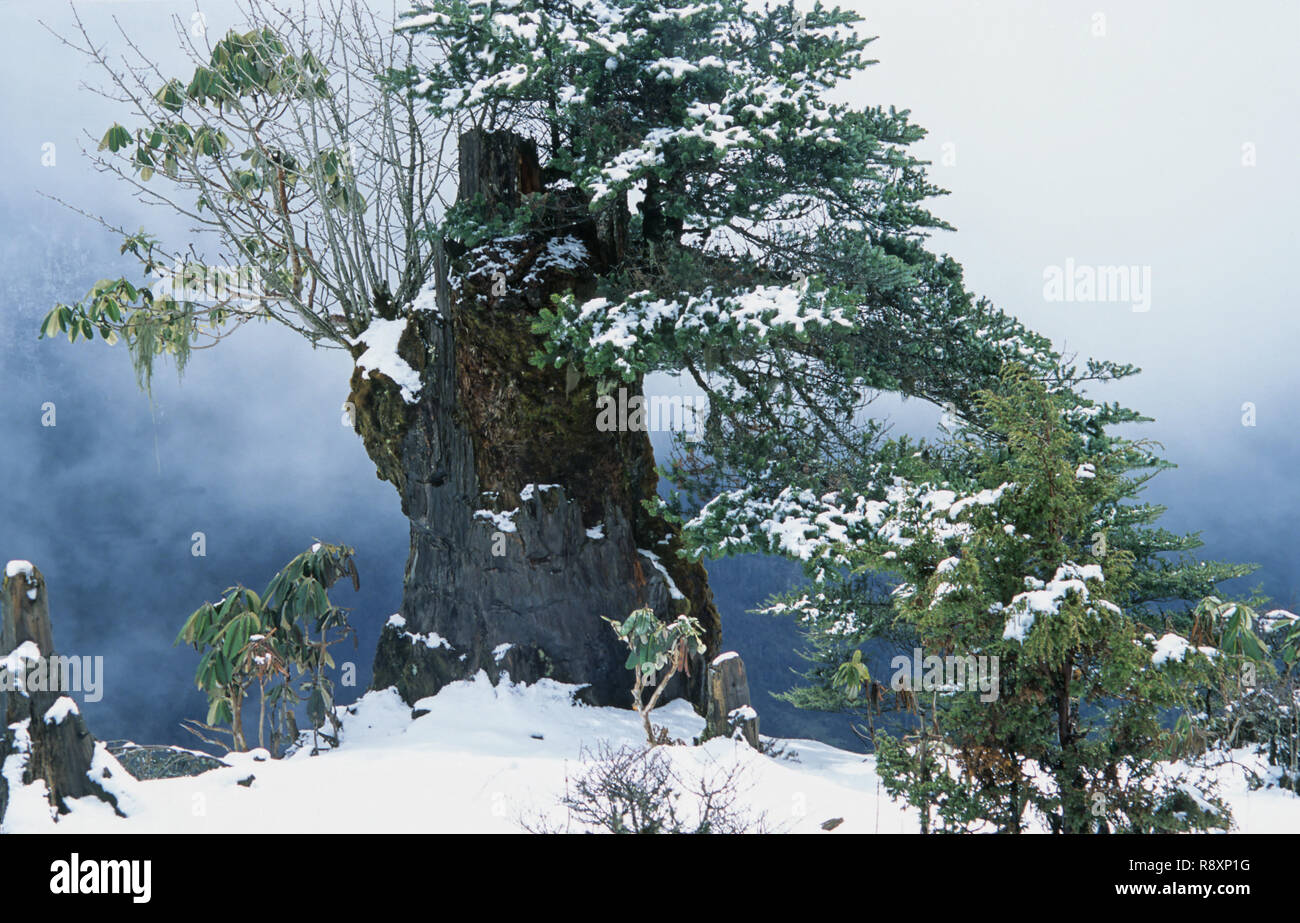 Nevicata sulla struttura del paesaggio di ghiaccio, P.T.Sho lago, Arunachal Pradesh, India Foto Stock