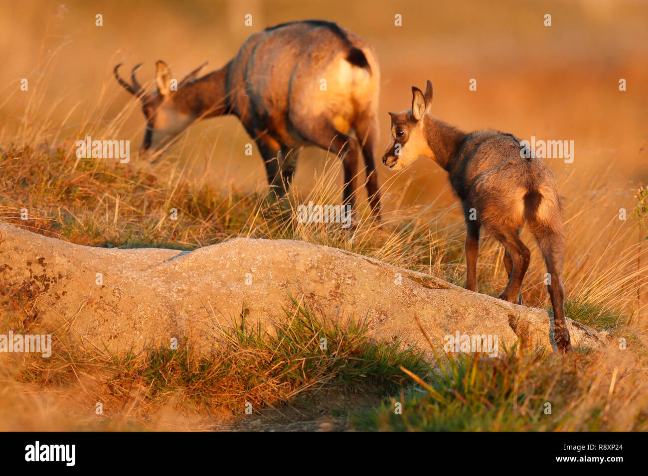 Il camoscio (Rupicapra rupicapra), la fauna selvatica, Vosges, Francia Foto Stock