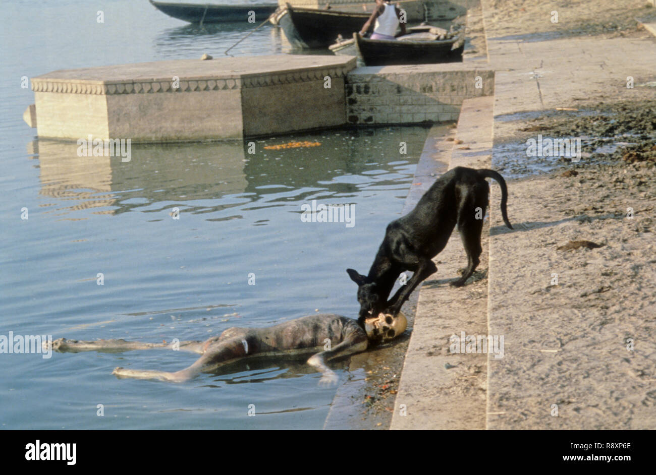Cane mangia l'uomo morto su varanasi ghat, Uttar Pradesh, India Foto Stock