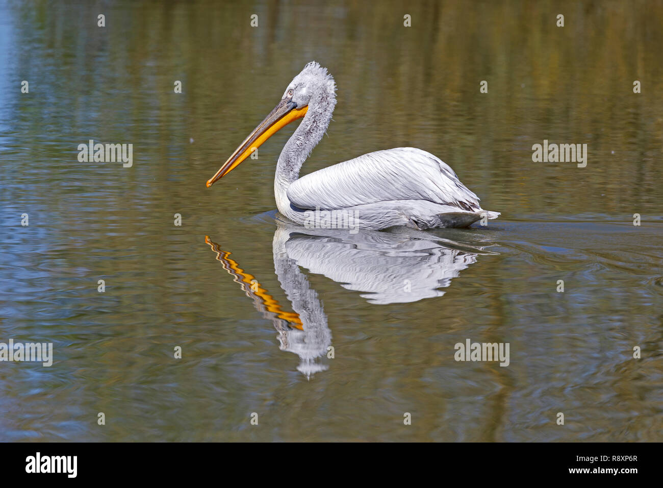 Pellicano grigio (Pelecanus philippensis) è il nuoto su un laghetto, captive, Germania Foto Stock