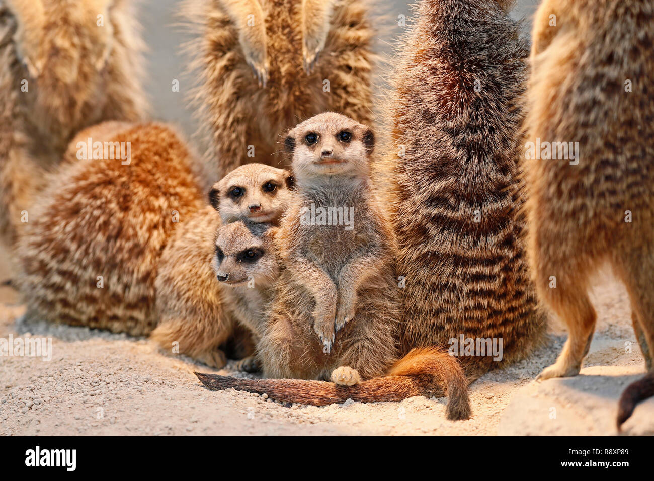 Meerkat (Suricata suricatta) in piedi con gli animali giovani, prigionieri Foto Stock