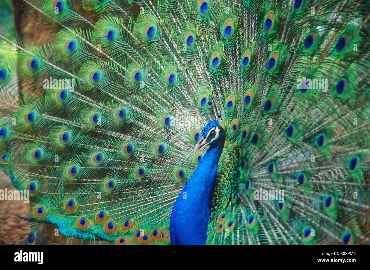 Peacock, comune Peafowl, Pavo Cristatus Foto Stock