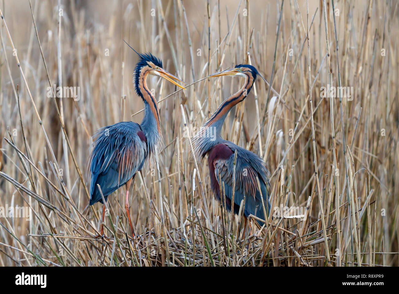 Airone rosso (Ardea purpurea) sul loro nido nella stagione di razza, la fauna selvatica, Germania Foto Stock