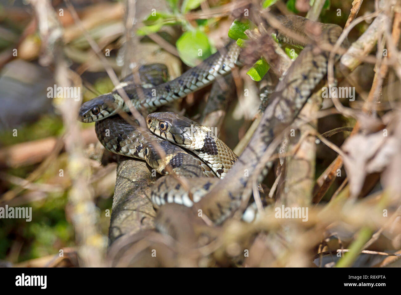 (Europeo) biscia dal collare (Natrix natrix) su un ramo, fauna selvatica, Germania Foto Stock