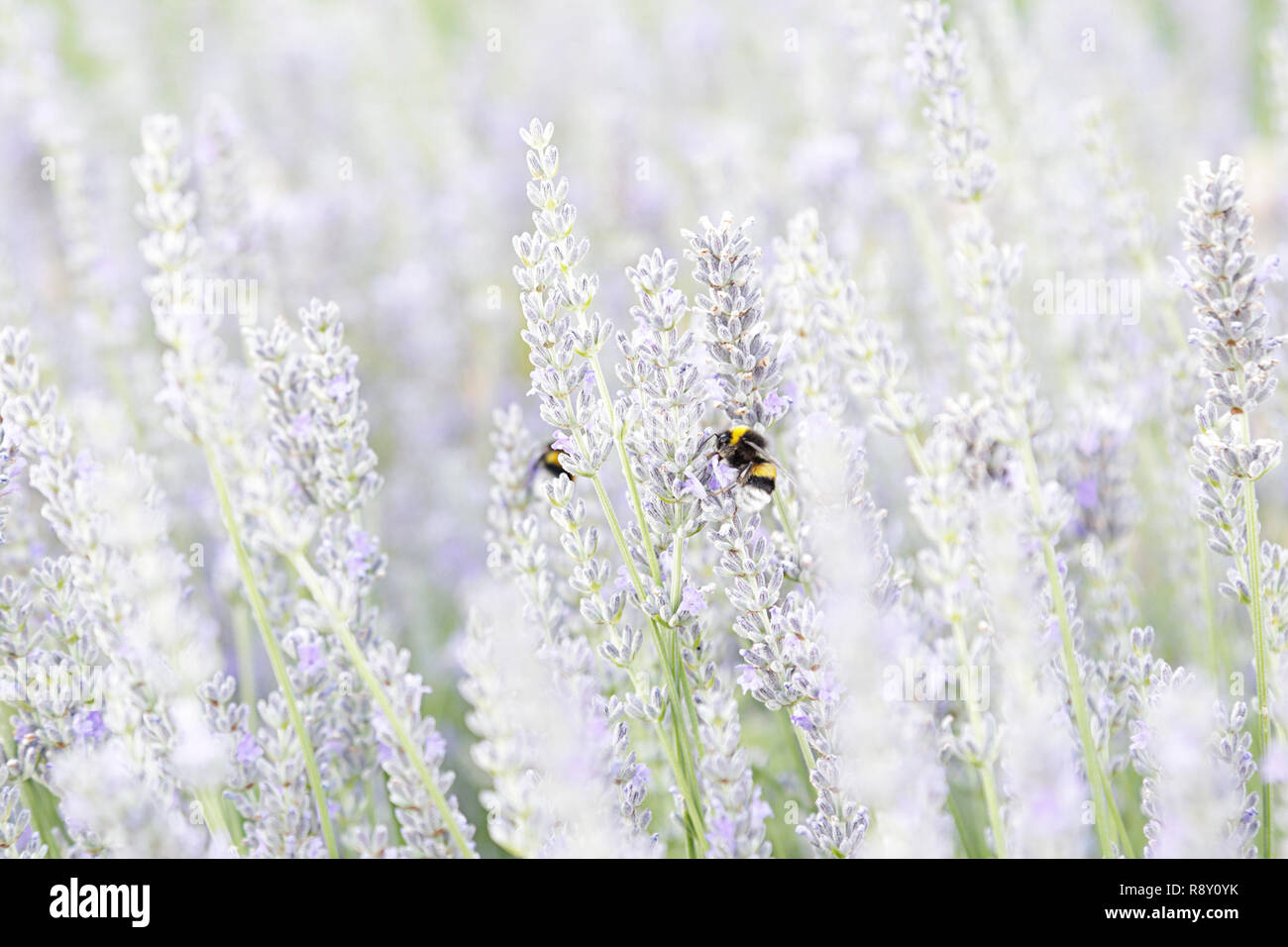 Due bombi succhiare il nettare dai fiori di lavanda Foto Stock