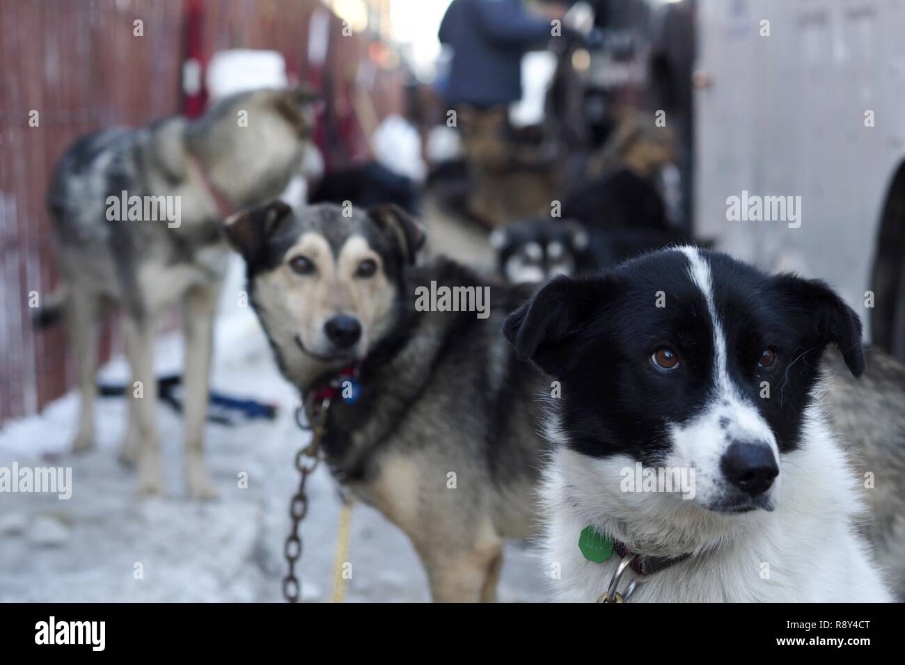 Il cerimoniale di start per il quarantacinquesimo annuale sentiero Iditarod Sled Dog Race è stato ospitato ad Anchorage in Alaska, 4 marzo, 2017. Più di 1.150 cani tirata 72 mushers per la giornata di 11 miglia di eseguire a Campbell pista di atterraggio per aerei. Foto Stock