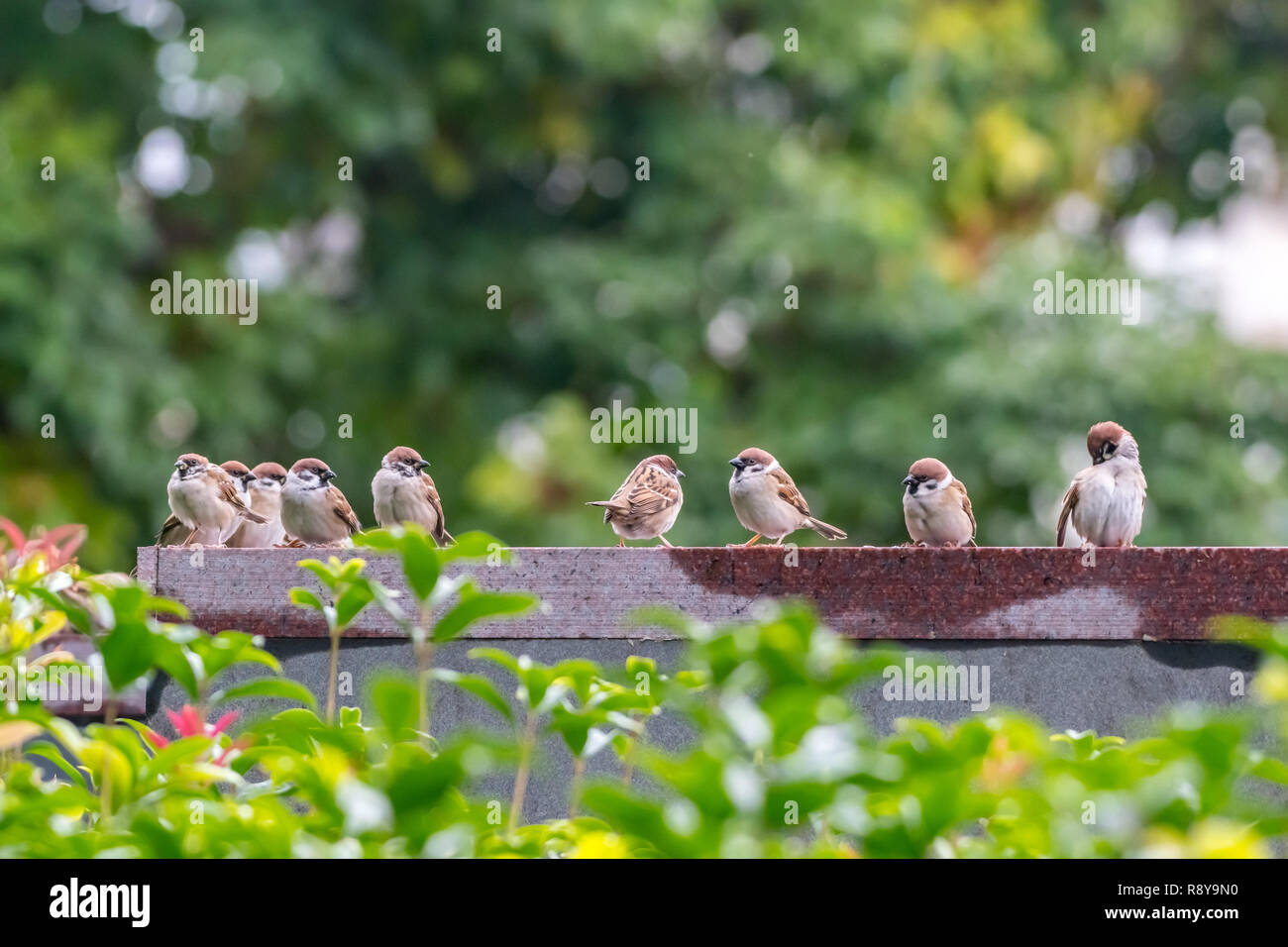 Una riunione sociale della struttura eurasiatica passeri [Passer montanus] Foto Stock