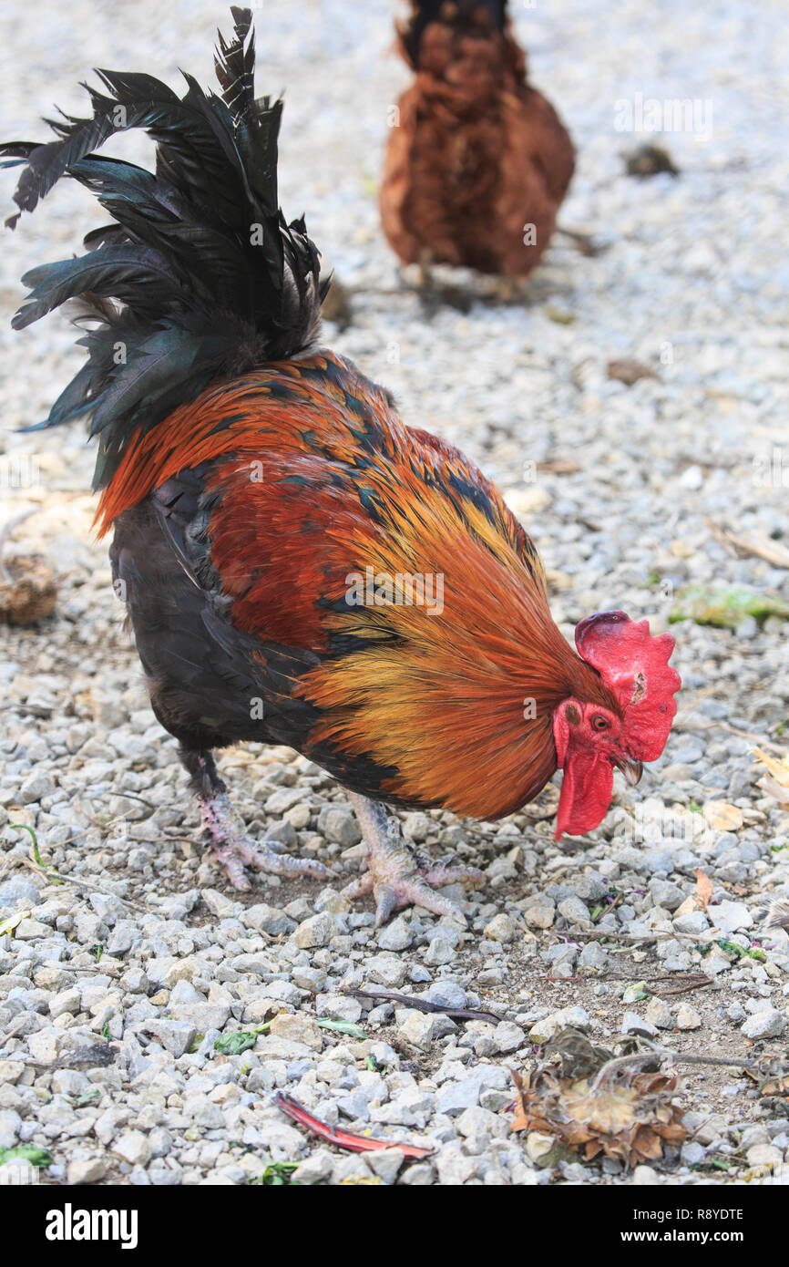 La Rhode Island Red Rooster Foto Stock
