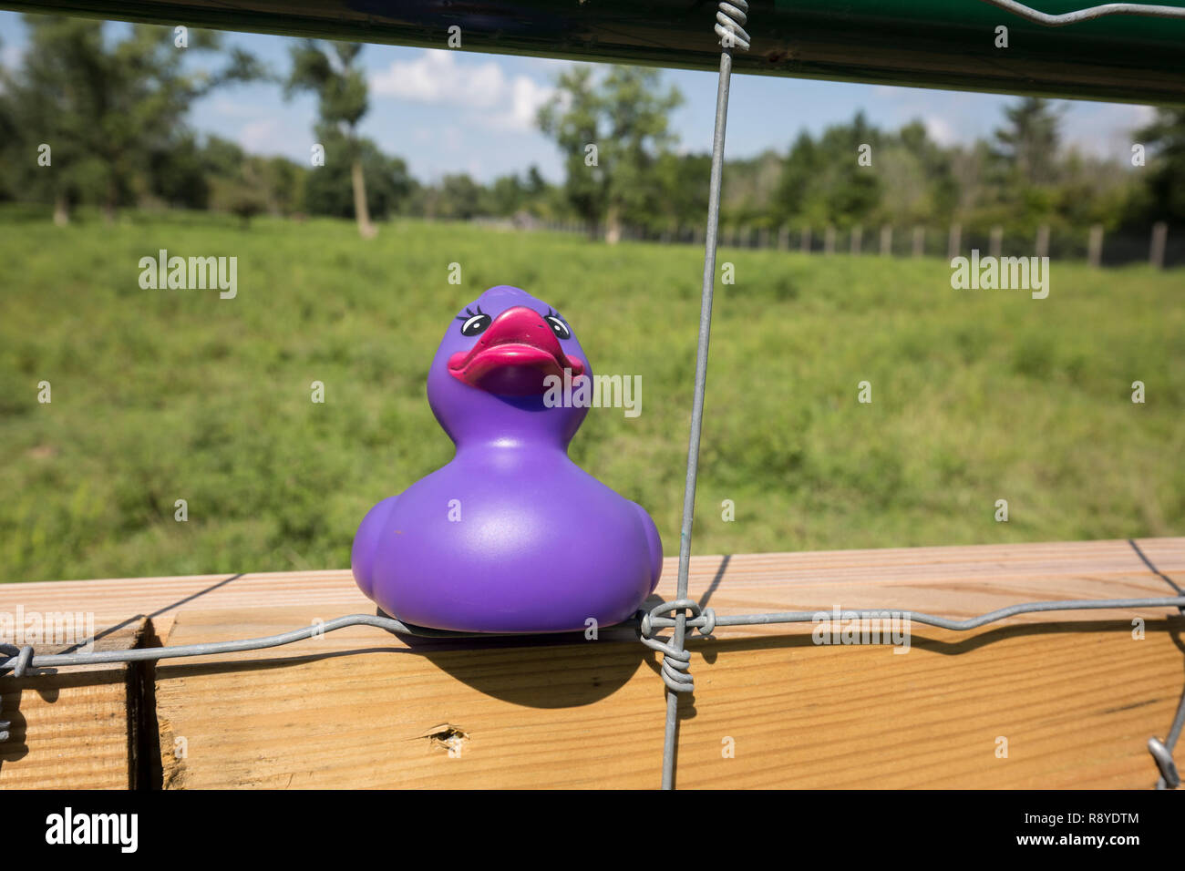 Viola rubber duck seduti sul recinto con una feild dietro di esso. Foto Stock