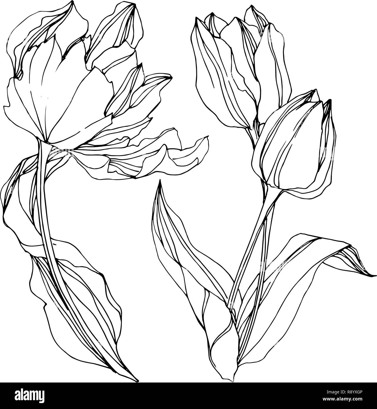 Vector Tulip bianco e nero inchiostro inciso art. Floreale di fiori botanica. Isolato tulip illustrazione elemento. Illustrazione Vettoriale