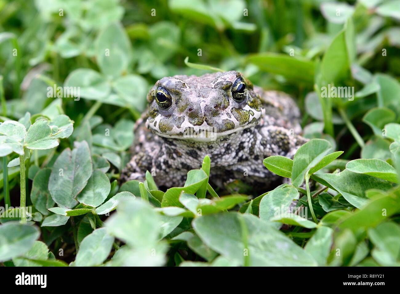 La Georgia, Svaneti superiore (Zemo Svaneti), Mestia, il rospo verde (Bufo viridis) Foto Stock
