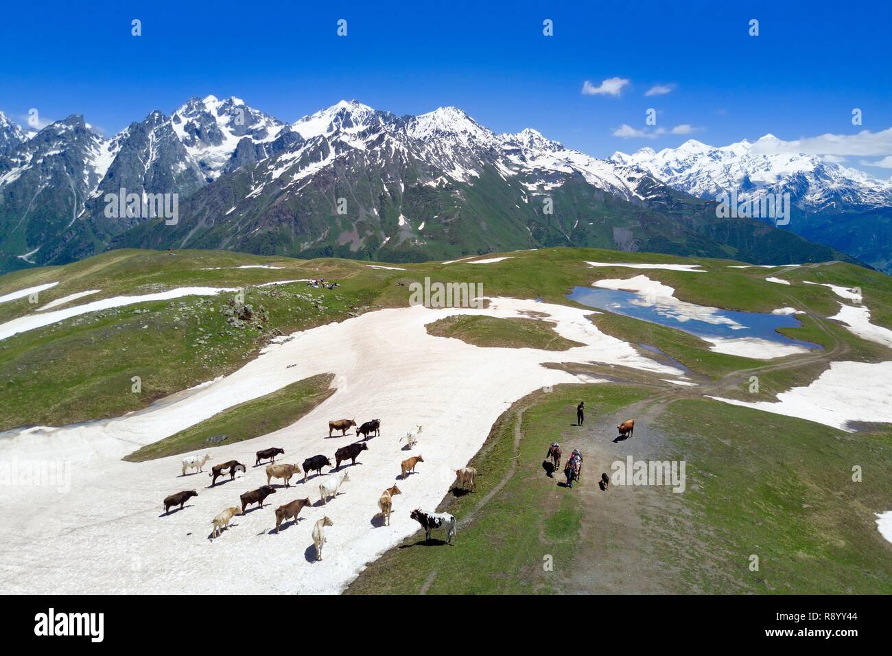 La Georgia, Svaneti superiore (Zemo Svaneti), Mestia, allevamento di vacche su un firn intorno al lago Koruldi sulle colline ai piedi del monte Ushba (vista aerea) Foto Stock