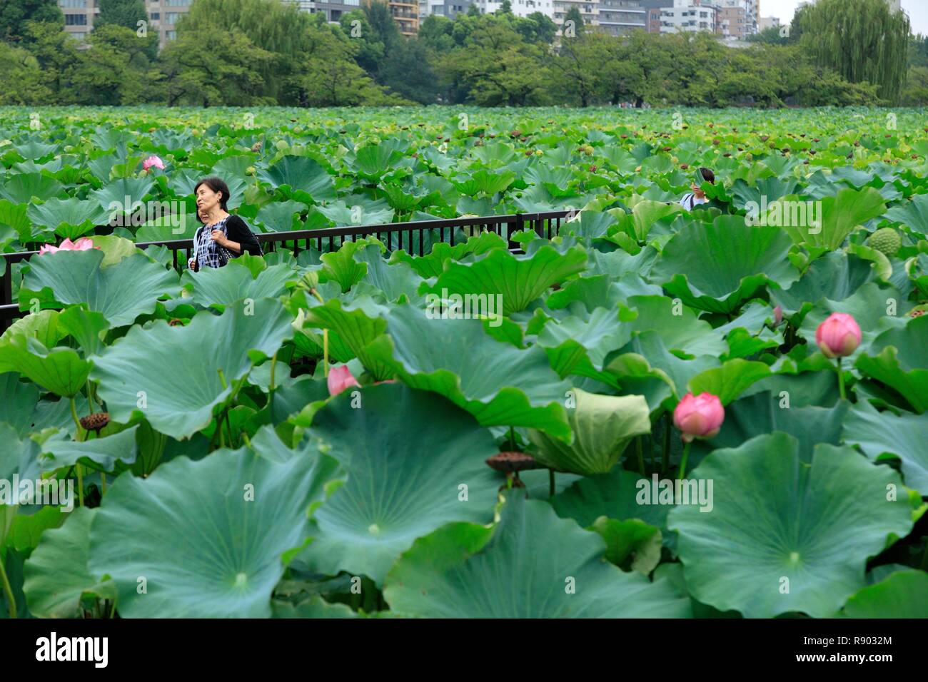 Giappone, isola di Honshu, Tokyo, Taito District, Ueno Ward, il Parco Ueno Shinobazu Pond, lotus Foto Stock