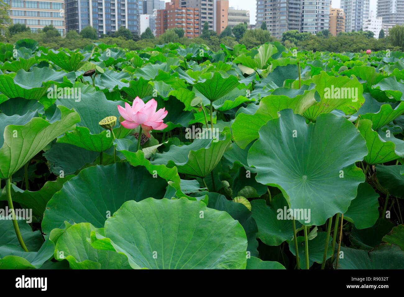 Giappone, isola di Honshu, Tokyo, Taito District, Ueno Ward, il Parco Ueno Shinobazu Pond, lotus Foto Stock