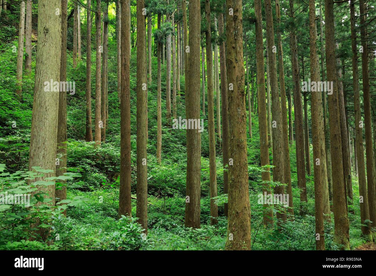 Giappone, isola di Honshu, Regione di Chubu, Ishikawa Prefettura, Kaga, Yamanaka Onsen Foto Stock