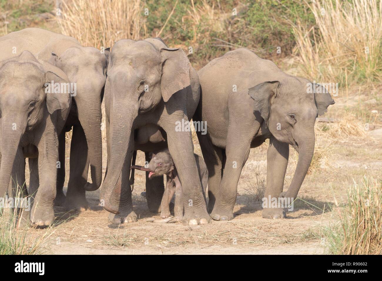 India, Uttarakhand, Jim Corbett National Park, Asiatica o elefante Asiatico (Elephas maximus), Foto Stock