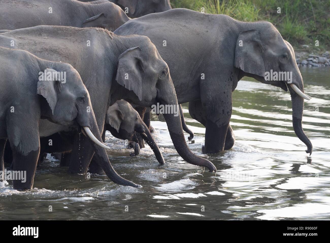 India, Uttarakhand, Jim Corbett National Park, Asiatica o elefante Asiatico (Elephas maximus), gruppo di bere Foto Stock