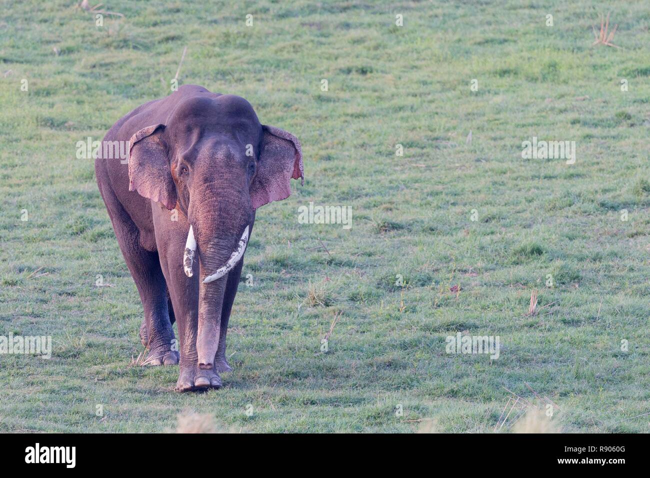 India, Uttarakhand, Jim Corbett National Park, Asiatica o elefante Asiatico (Elephas maximus), Foto Stock