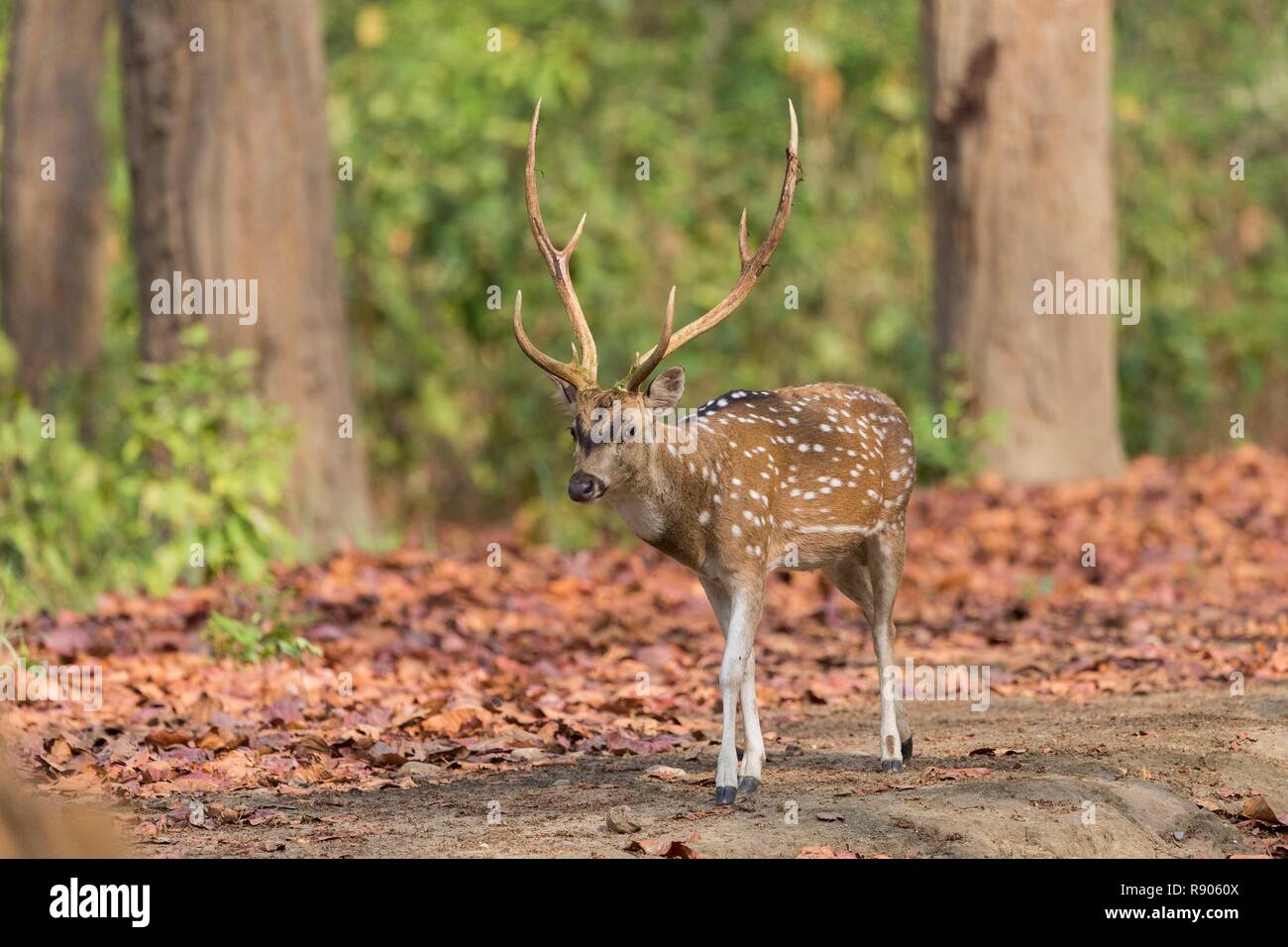 India, Uttarakhand, Jim Corbett National Park, Chital o Cheetal o Chital cervi, macchiato di cervo o asse deer( asse asse), maschio adulto Foto Stock