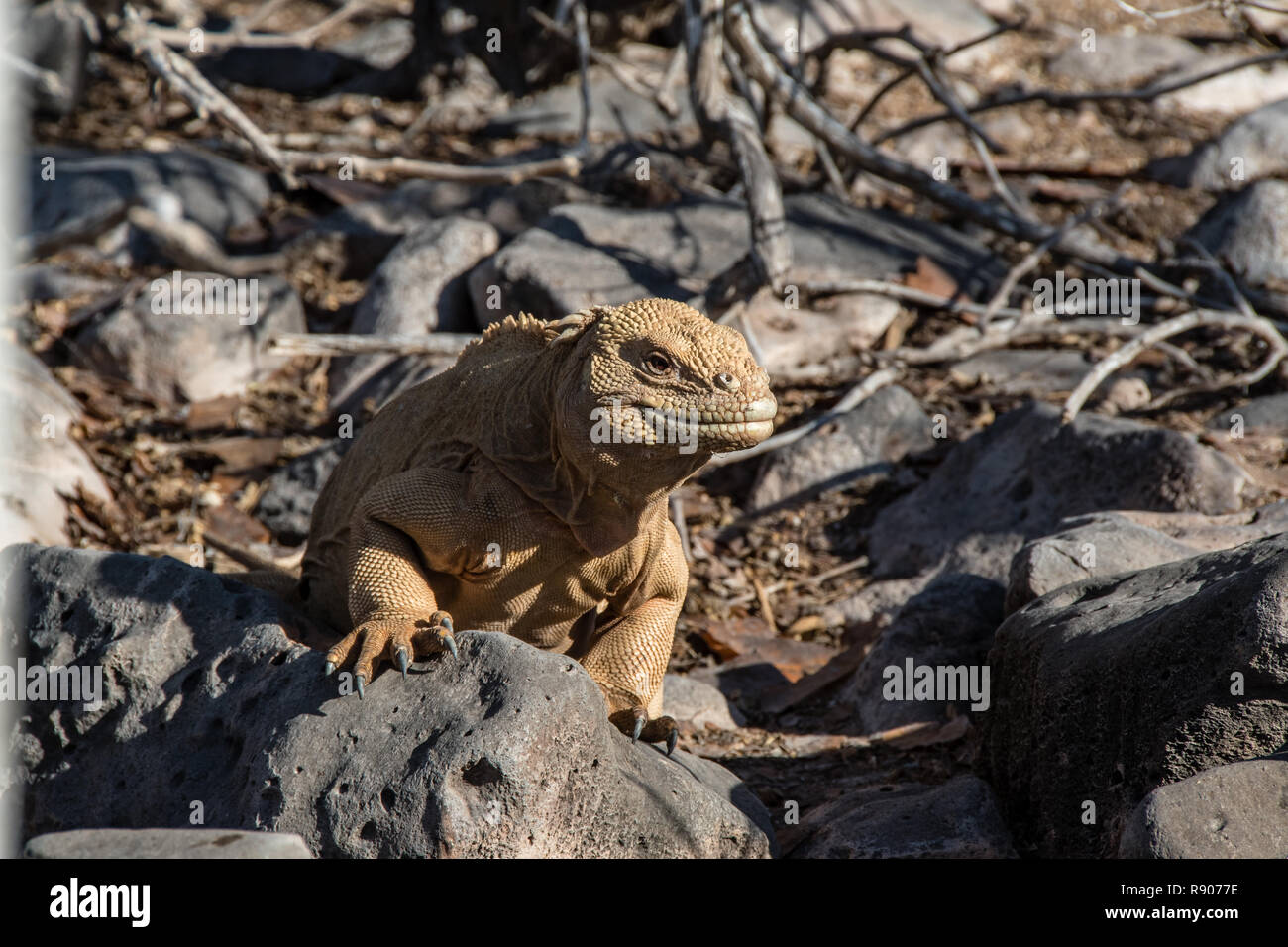 Giallo Terra Iguana si riscalda al sole presso le isole Galapagos Foto Stock