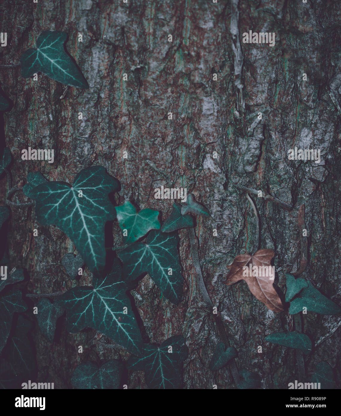 Finitura opaca di foglie nella parte anteriore del legno di un tronco di albero sullo sfondo Foto Stock