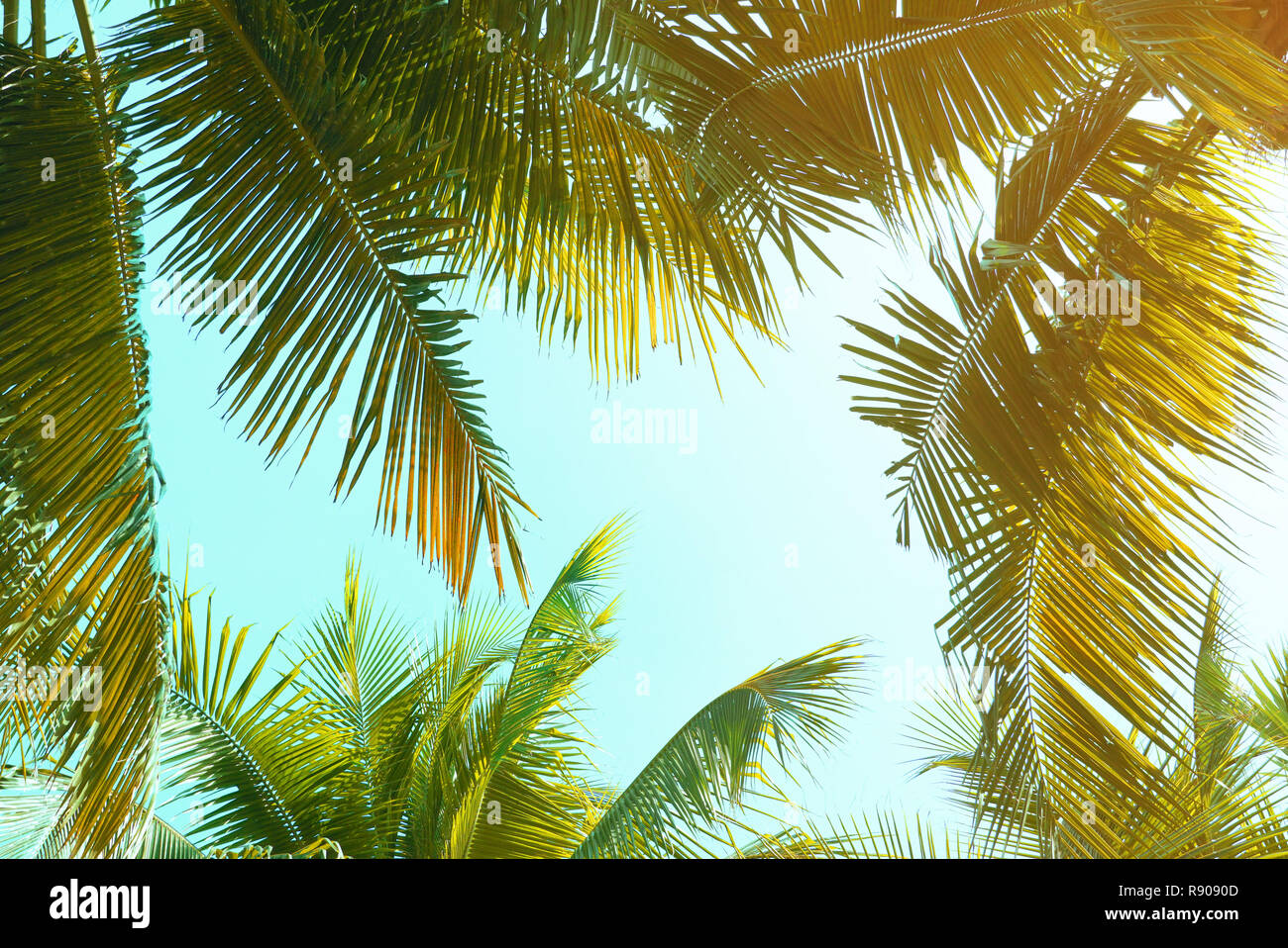 Vintage di foglie di noce di cocco e sfondo cielo,Tema estivo. Foto Stock