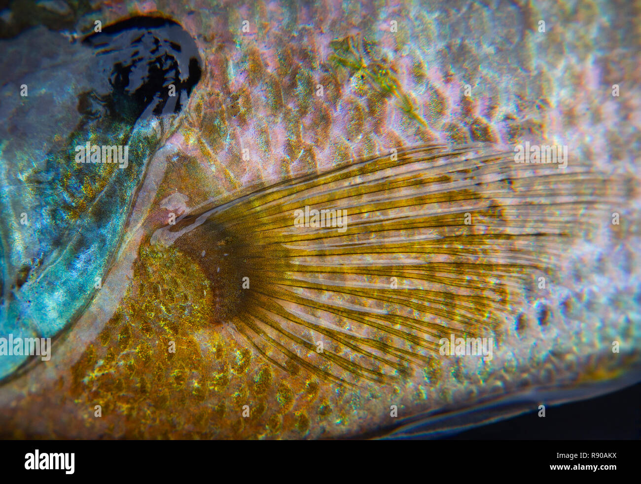Primo piano di una spinosa bluegill ray panfish mostra il nero opecular lembo sul coperchio gill e pinna pettorale. Foto Stock