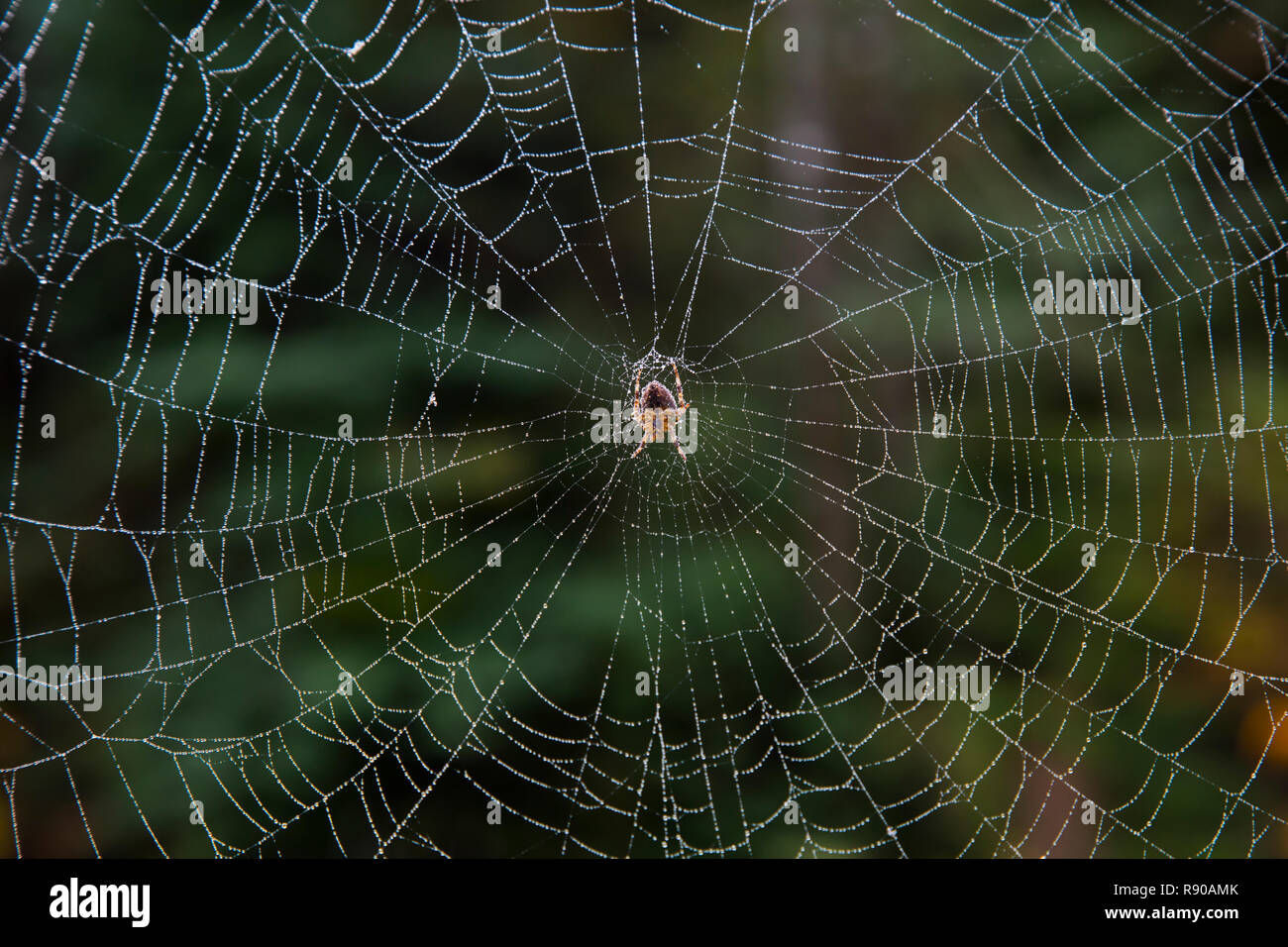 Chiusura del ragno in un web. Foto Stock