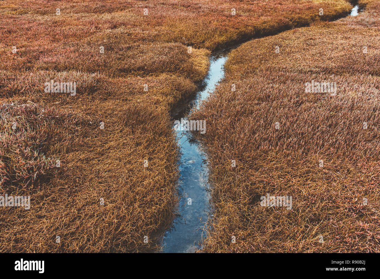 Dettaglio di intertidal zone umide e canali d'acqua, i Draghetti Estero, Pt. Reyes National Seashore, California, Stati Uniti d'America. Foto Stock