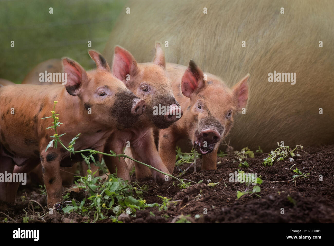 Composito di tre little red suinetti con nasi fangose Foto Stock