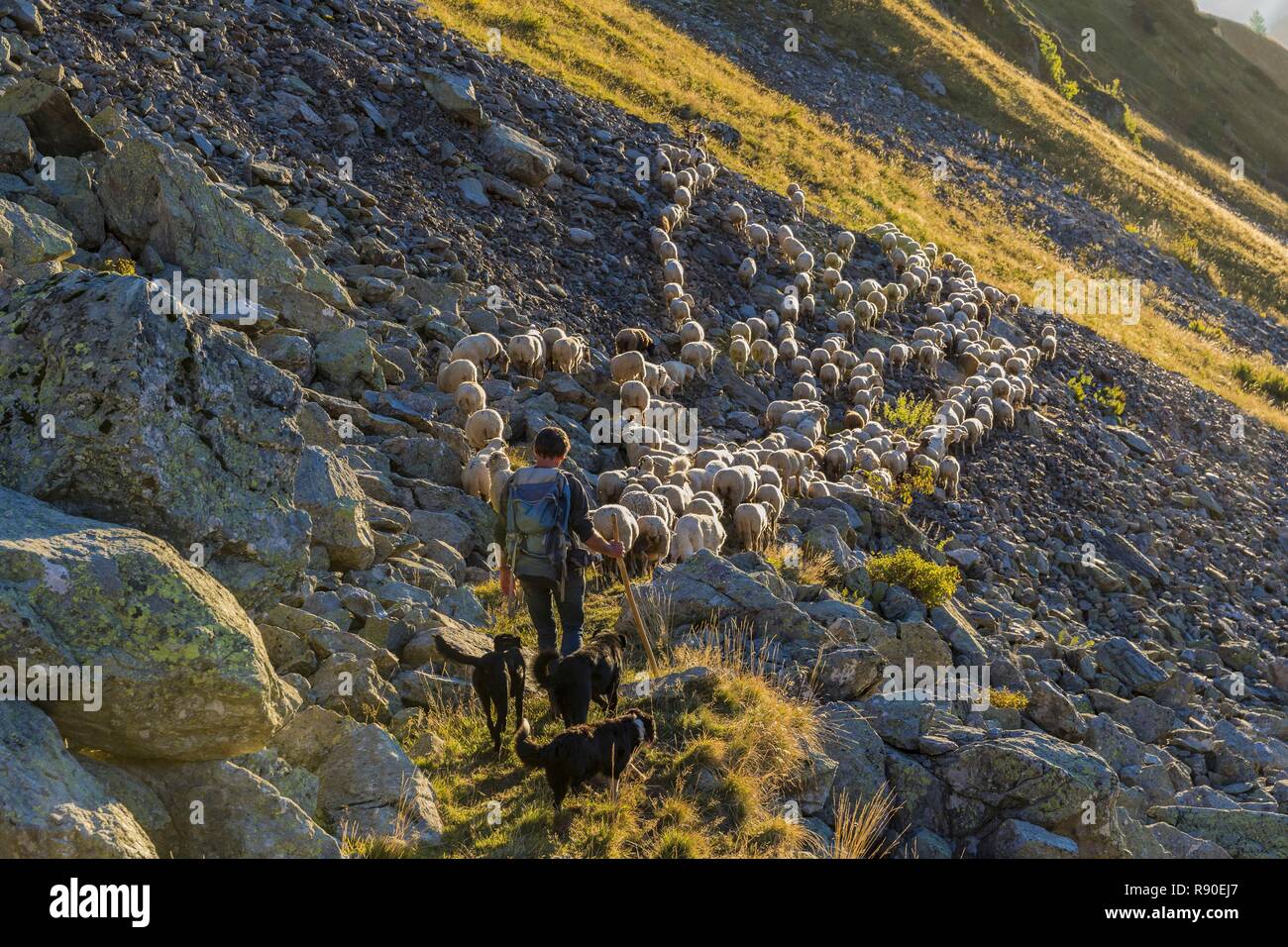 Francia, Savoie, La Léchère, massiccio del Lauziere, Fernand il pastore e il suo gregge Foto Stock